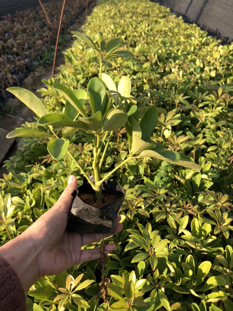 鸭脚木鹅掌柴15-35各种高度漳州花卉基地