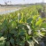 睡莲水生植物湿地公园基地直供质优价低