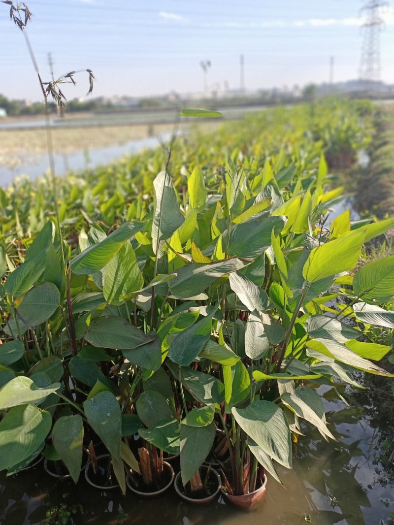 睡莲水生植物湿地公园基地直供质优价低