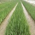 睡莲水生植物湿地公园基地直供质优价低