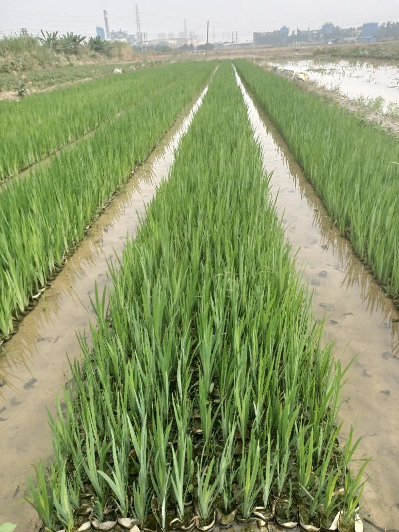 睡莲水生植物湿地公园基地直供质优价低
