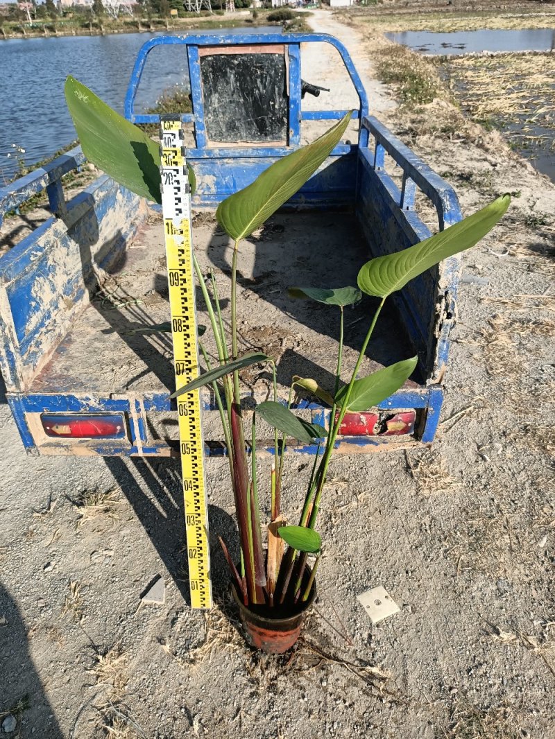 睡莲水生植物湿地公园基地直供质优价低