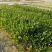 睡莲水生植物湿地公园基地直供质优价低