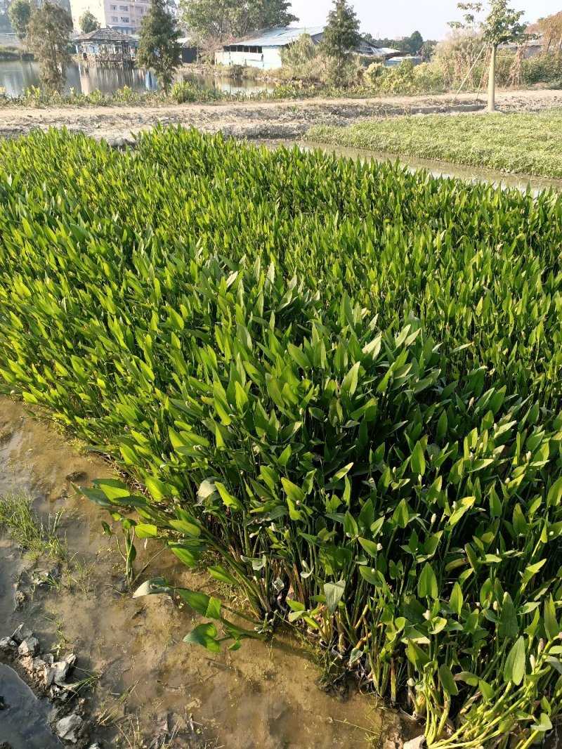 睡莲水生植物湿地公园基地直供质优价低