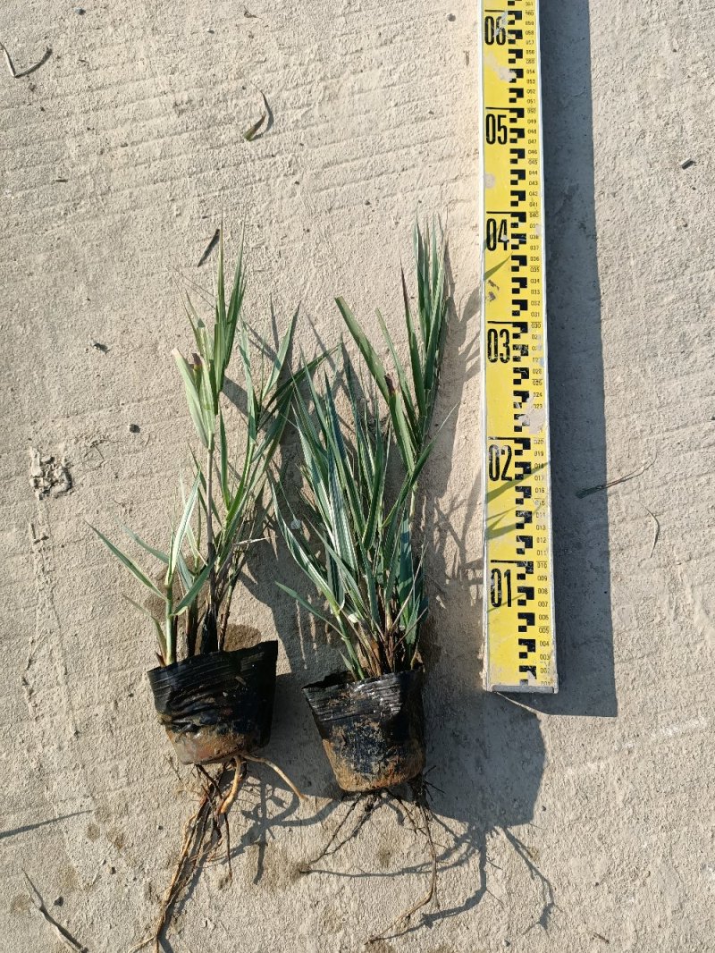 睡莲水生植物湿地公园基地直供质优价低