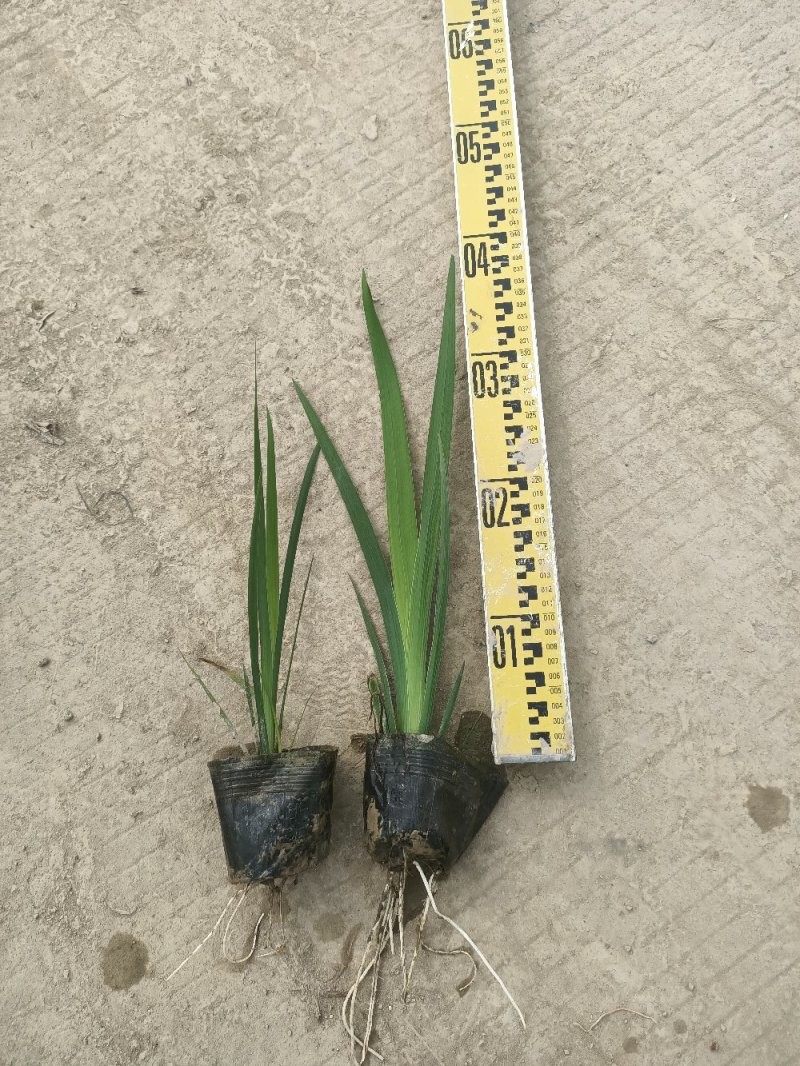 睡莲水生植物湿地公园基地直供质优价低