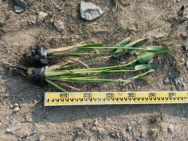 睡莲水生植物湿地公园基地直供质优价低