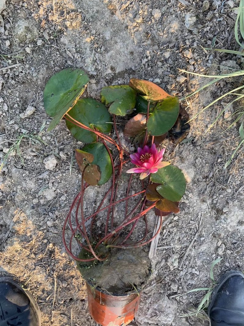 睡莲水生植物湿地公园基地直供质优价低