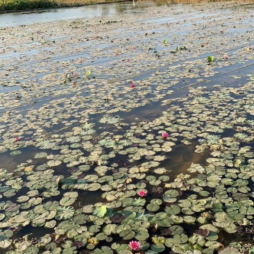 睡莲水生植物湿地公园基地直供质优价低
