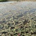 睡莲水生植物湿地公园基地直供质优价低
