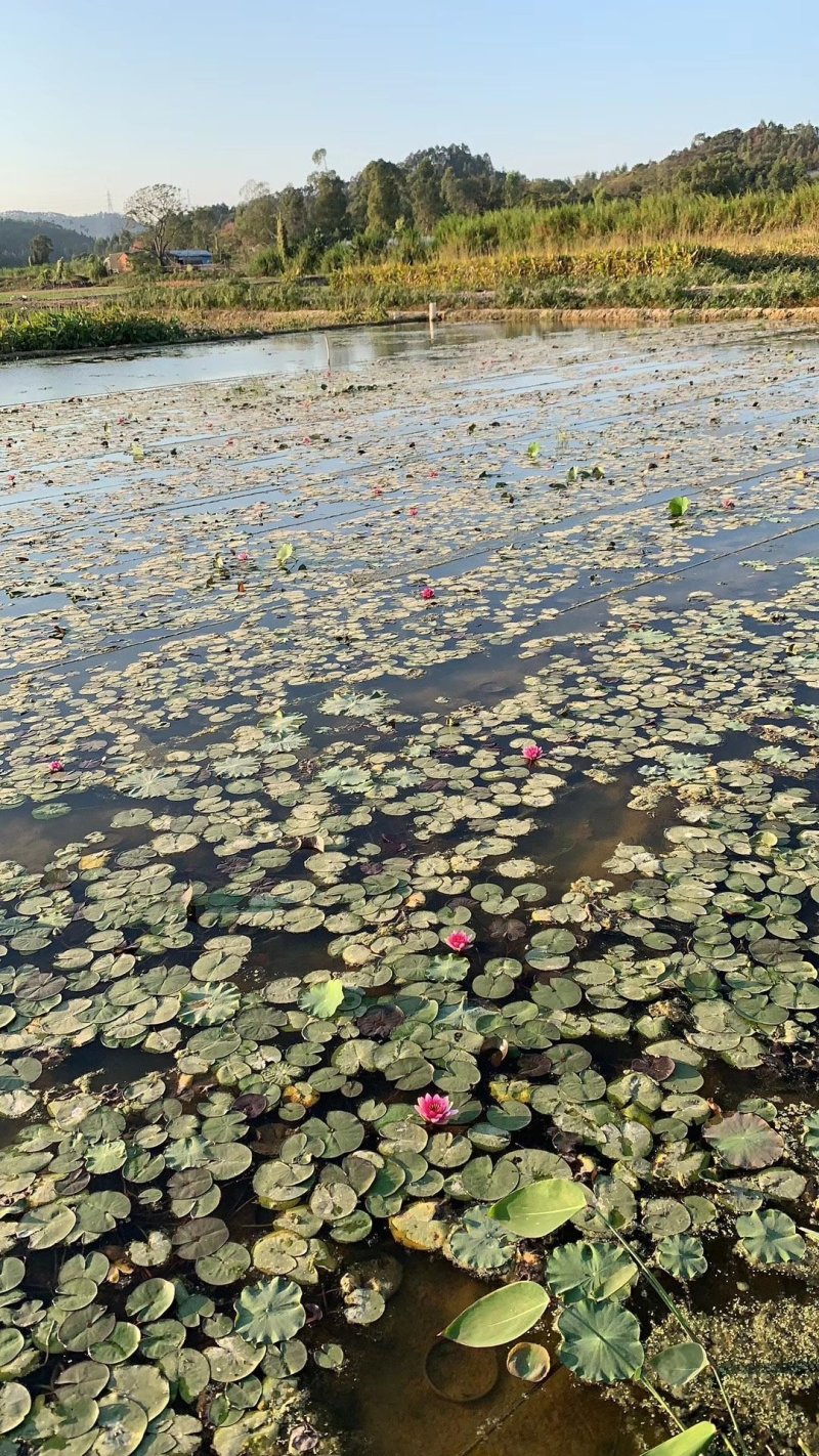 睡莲水生植物湿地公园基地直供质优价低