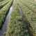 睡莲水生植物湿地公园基地直供质优价低