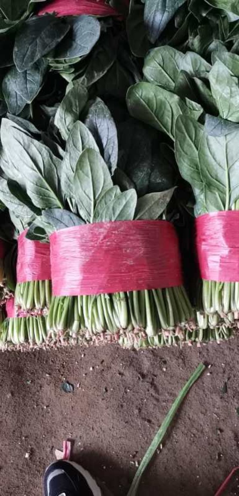 【精品】山东大叶菠菜20-30厘米，标准两排-三排菜规格齐全
