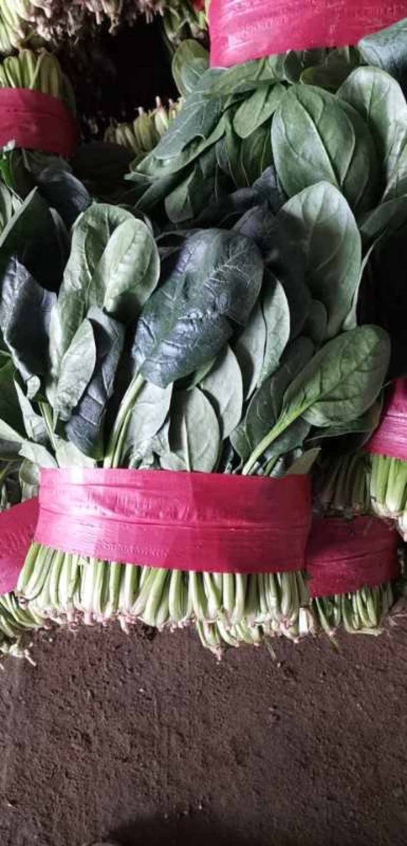【精品】山东大叶菠菜20-30厘米，标准两排-三排菜规格齐全