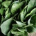 【精品】山东大叶菠菜20-30厘米，标准两排-三排菜规格齐全