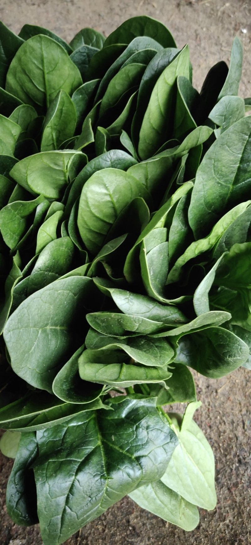 【精品】山东大叶菠菜20-30厘米，标准两排-三排菜规格齐全