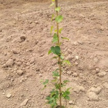 炮仗花，各种爬藤植物有需要的，量大各种规格。