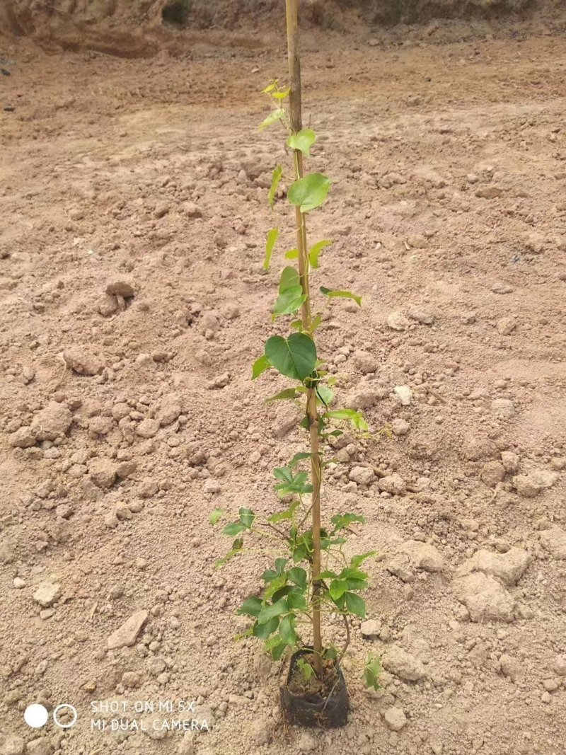 炮仗花，各种爬藤植物有需要的联系，量大优惠各种规格。