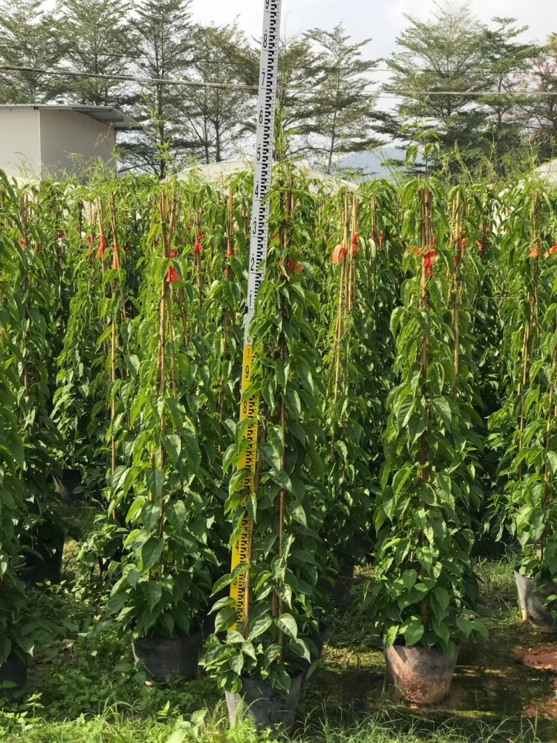 炮仗花，各种爬藤植物有需要的联系，量大优惠各种规格。