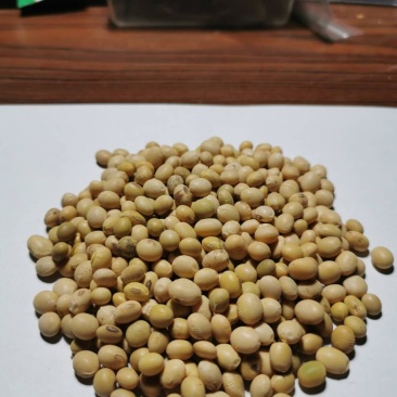 黄豆