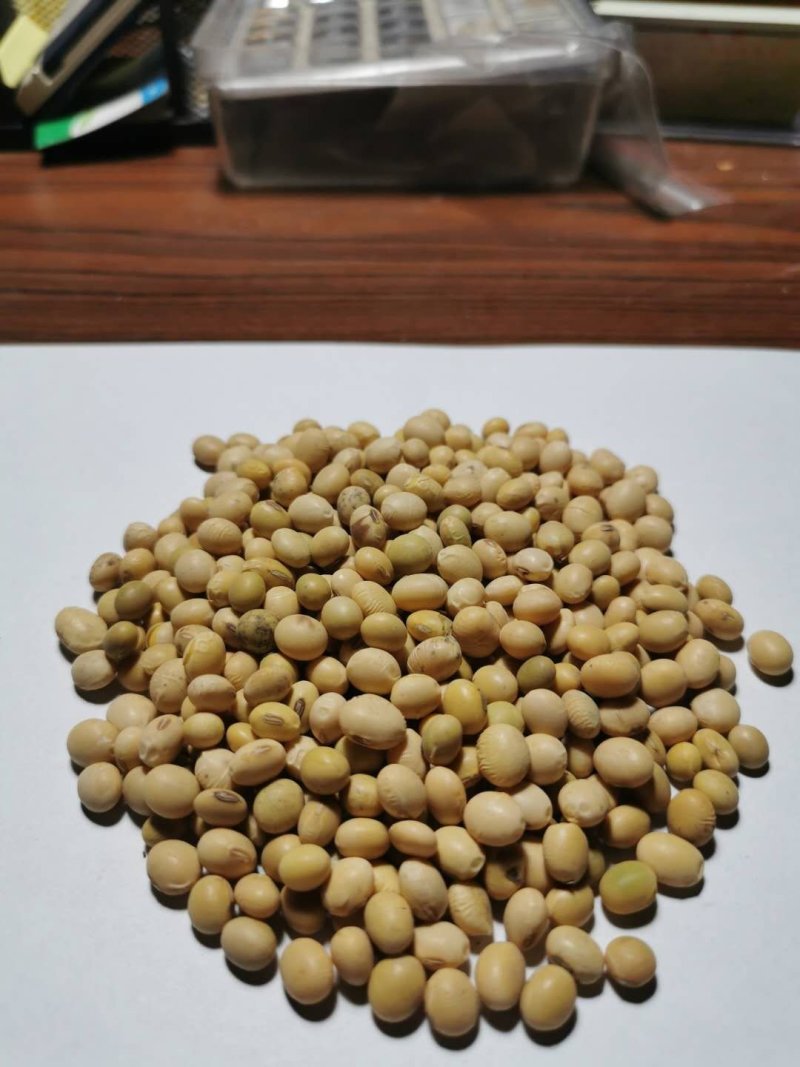黄豆