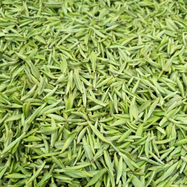 雀舌茶