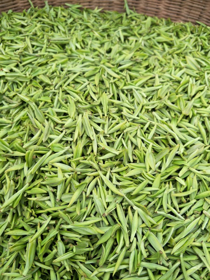 雀舌茶
