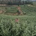 雀舌茶