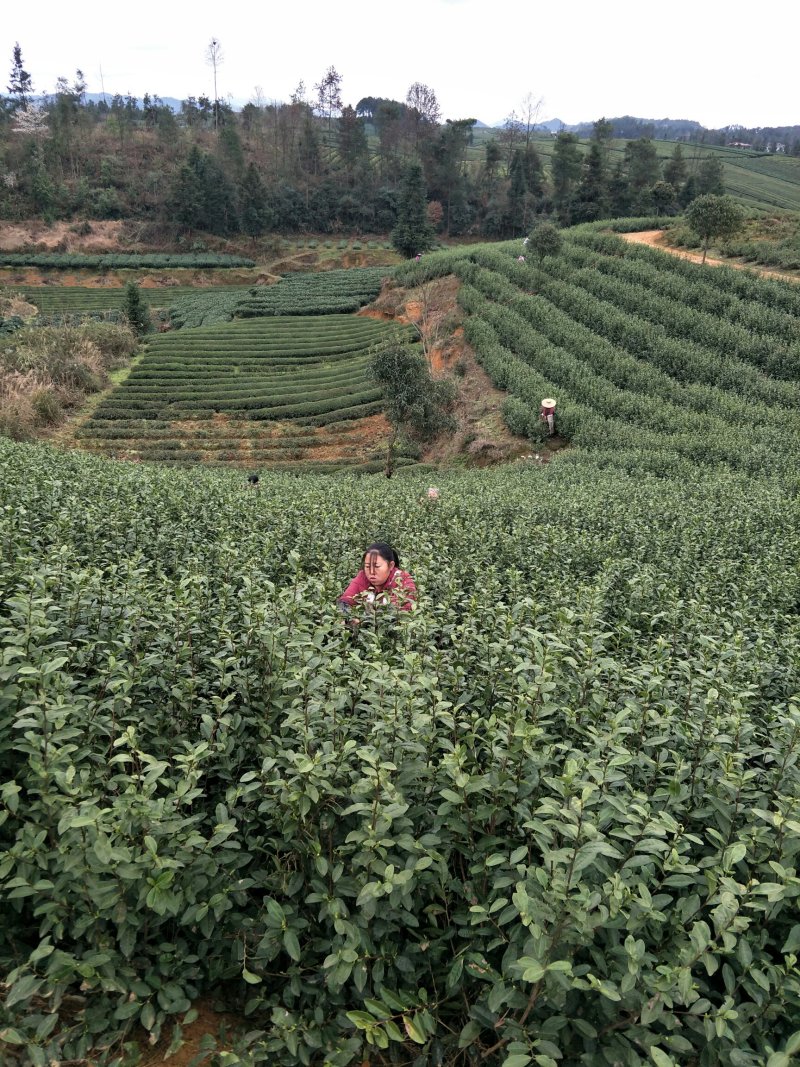 雀舌茶