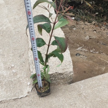 桉树苗，各种种苗有需要的联系价格优惠，欢迎新老客户下单