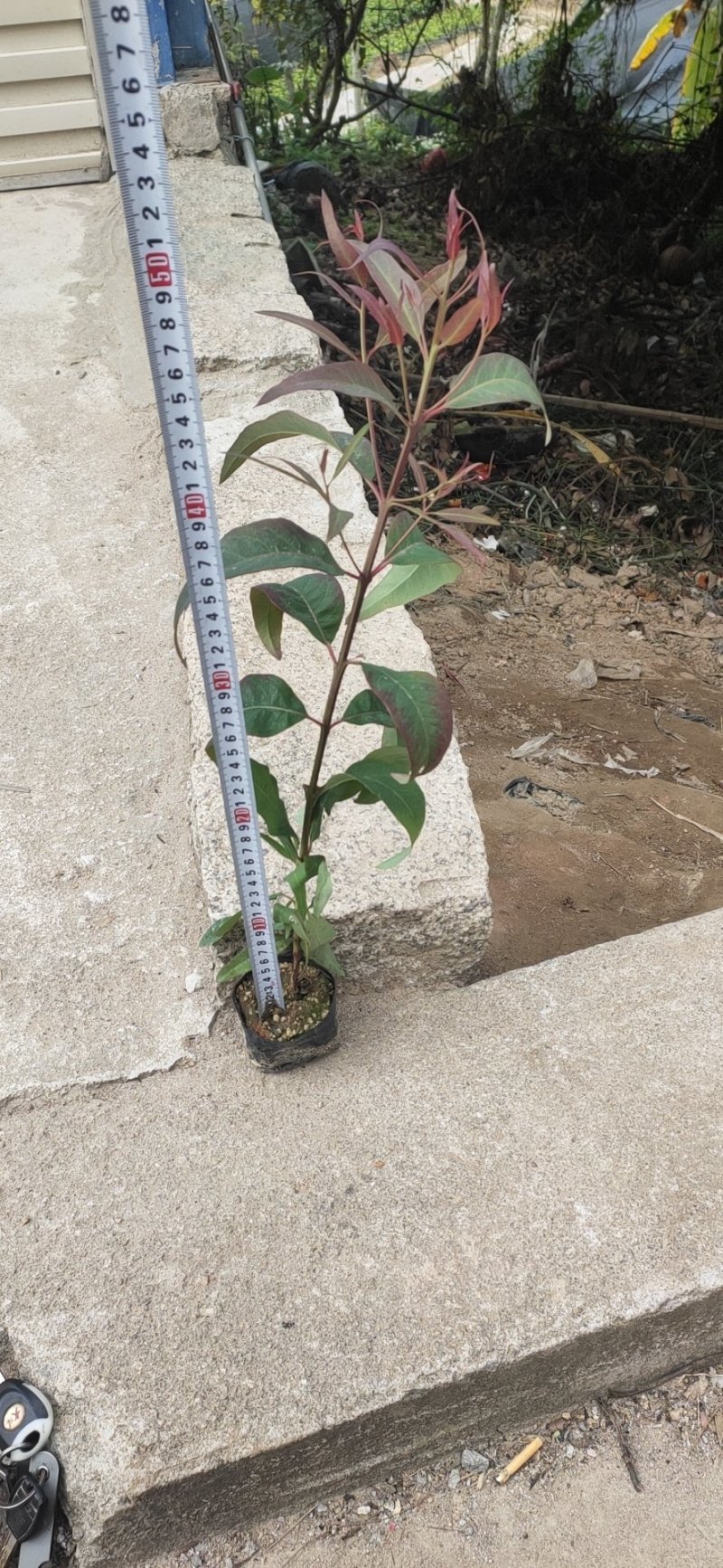 桉树苗，各种种苗有需要的联系价格优惠，欢迎新老客户下单