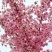 日本樱花全国包邮南北方种植地栽盆栽矮化开花美丽