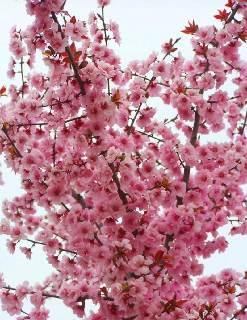日本樱花全国包邮南北方种植地栽盆栽矮化开花美丽