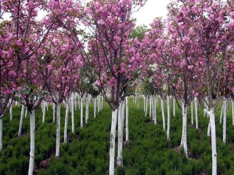 日本樱花全国包邮南北方种植地栽盆栽矮化开花美丽
