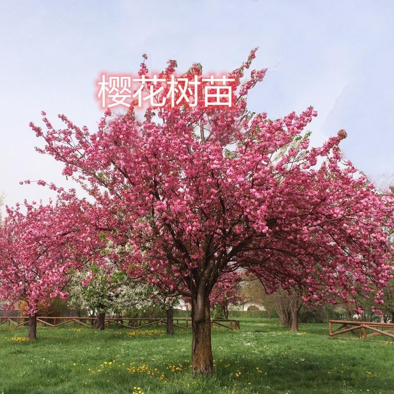 日本樱花全国包邮南北方种植地栽盆栽矮化开花美丽