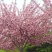 日本樱花全国包邮南北方种植地栽盆栽矮化开花美丽
