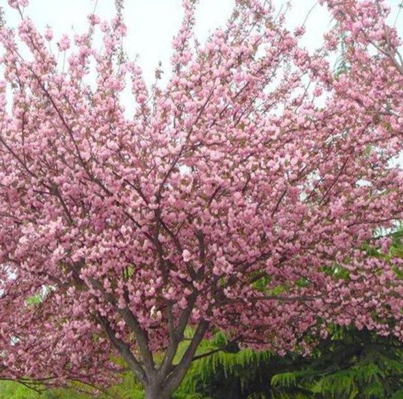 日本樱花全国包邮南北方种植地栽盆栽矮化开花美丽