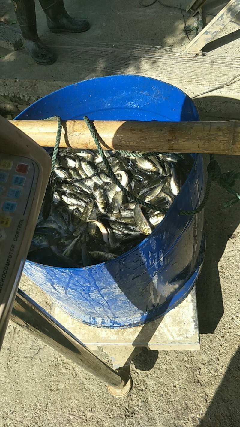 1/2/3两鲤鱼苗
