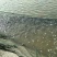 1/2/3两鲤鱼苗