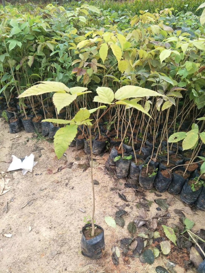 紫花风铃木，各种规格有需要的联系欢迎新老客户下单。