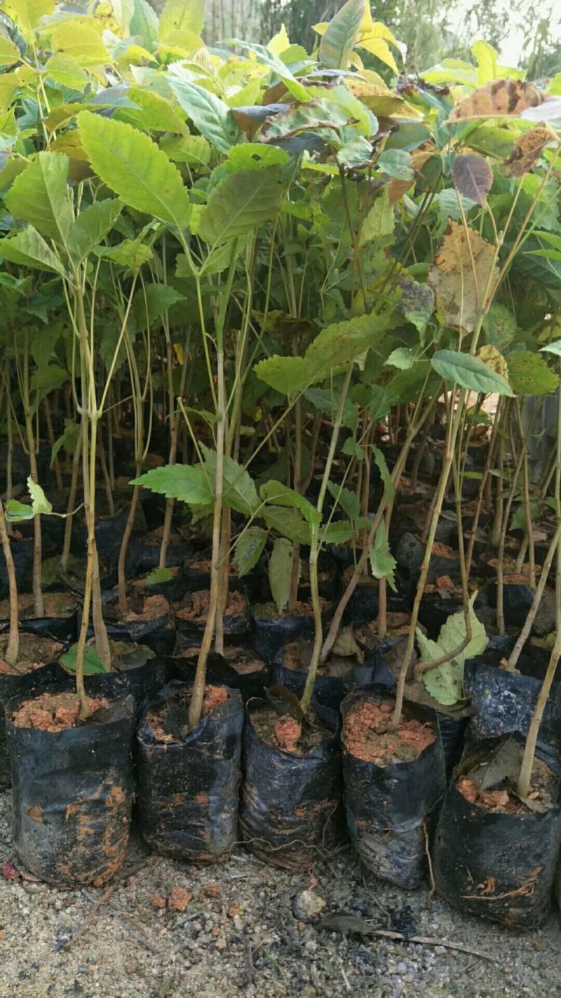 紫花风铃木，各种规格有需要的联系欢迎新老客户下单。