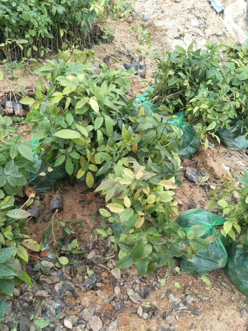 紫花风铃木，各种规格有需要的联系欢迎新老客户下单。