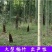 竹子品种齐全需要的联系先到先得