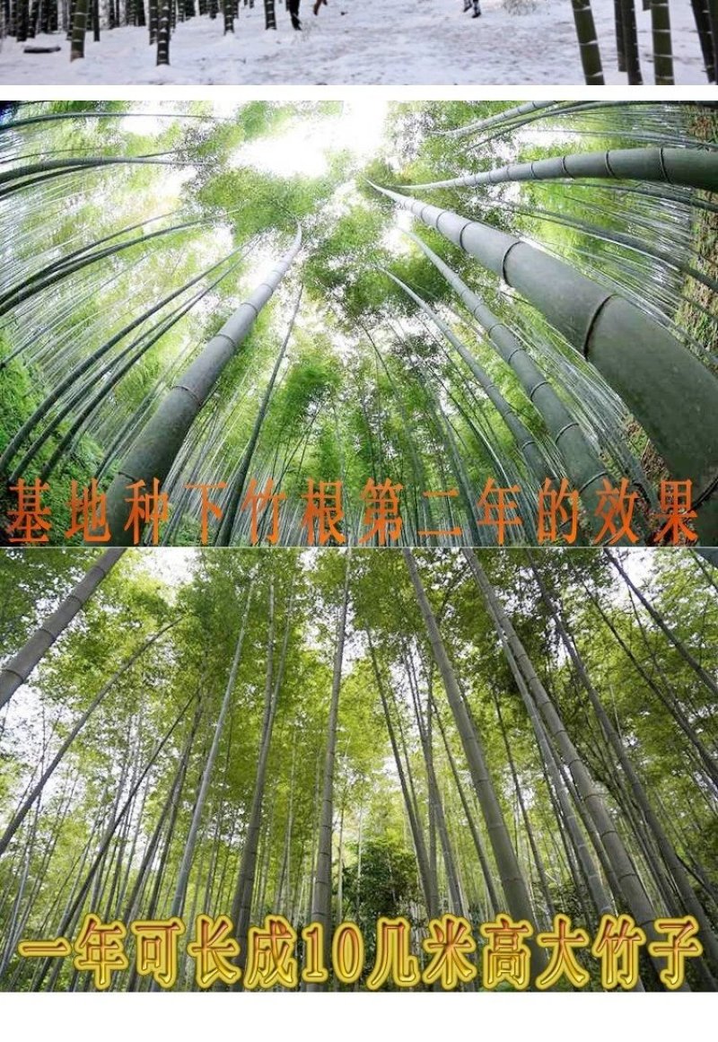 竹子品种齐全需要的联系先到先得