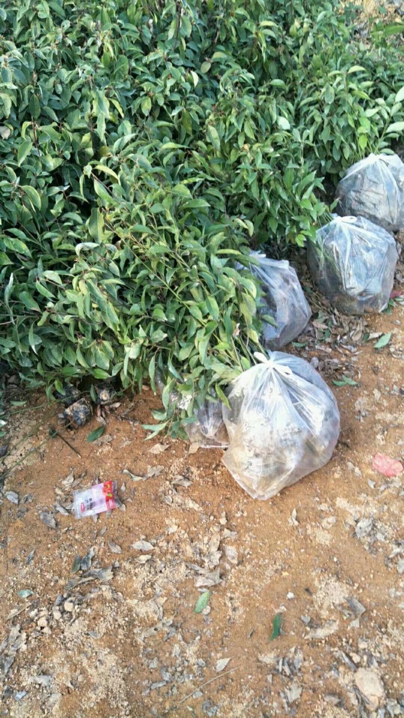 香樟，各种种苗跟规格有需要的联系我，量大优惠欢迎新老客
