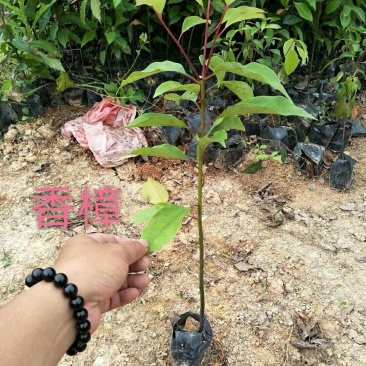 香樟，各种种苗跟规格有需要的联系我，量大优惠欢迎新老客