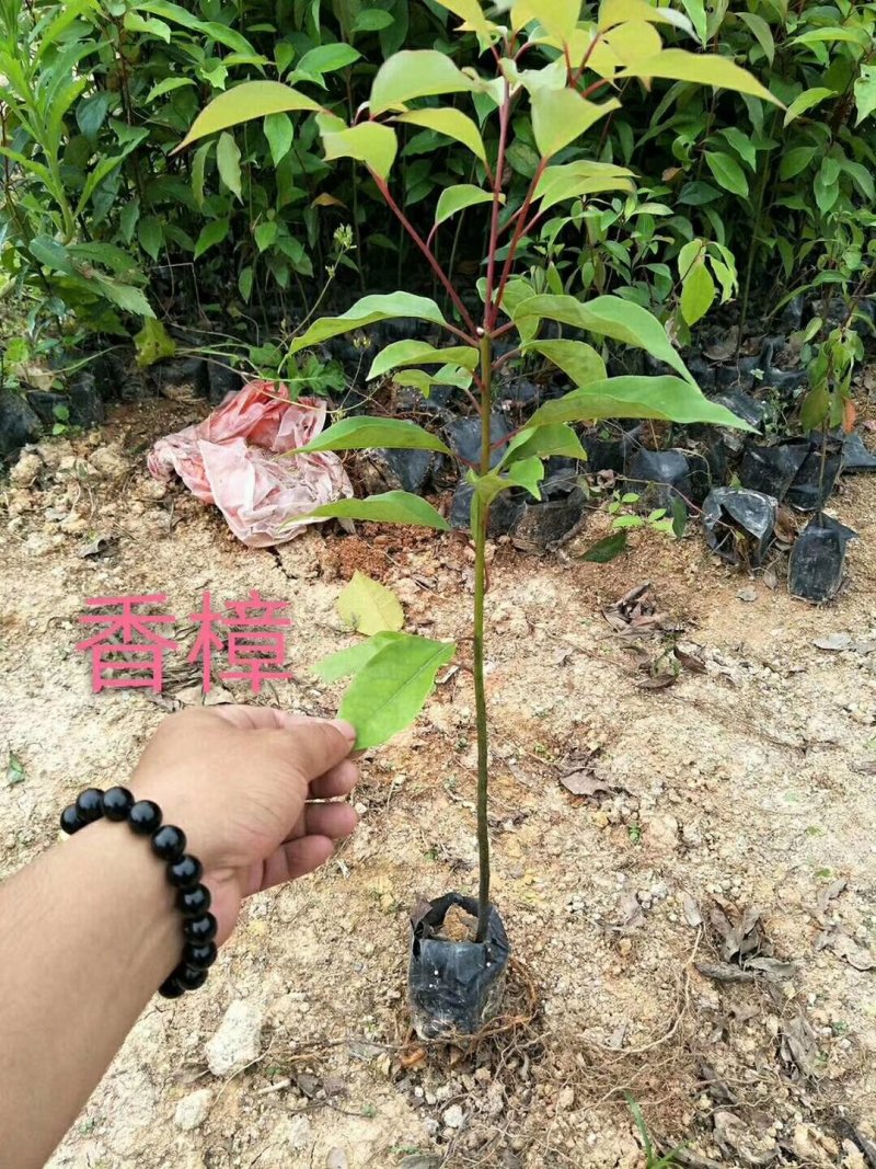 香樟，各种种苗跟规格有需要的联系我，量大优惠欢迎新老客