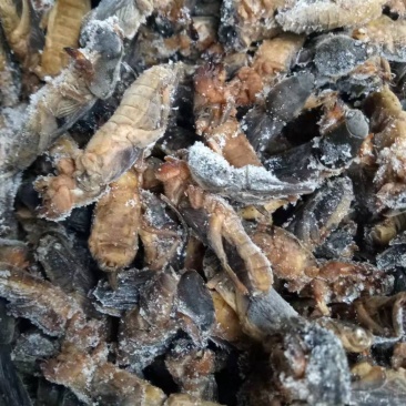 一手货源~蝼蛄~包邮到