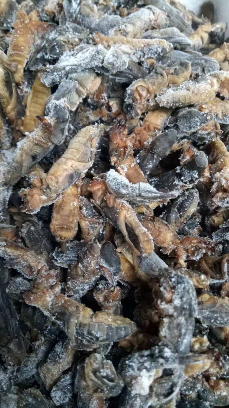 一手货源~蝼蛄~包邮到