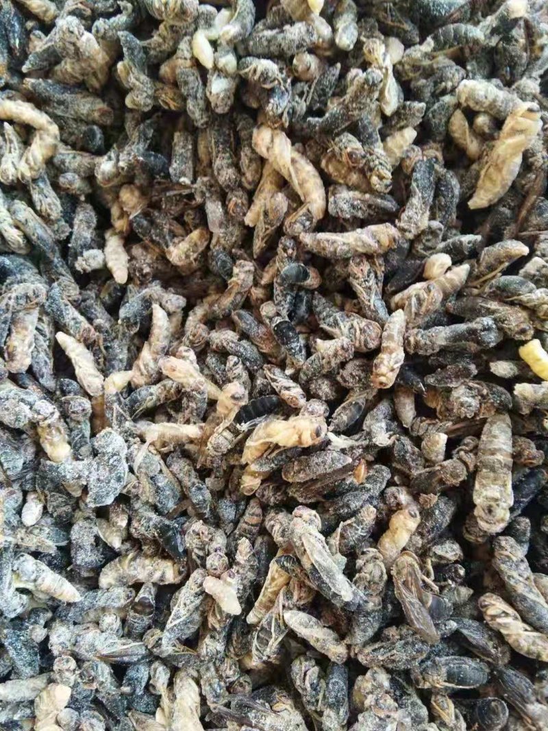 一手货源~蝼蛄~包邮到